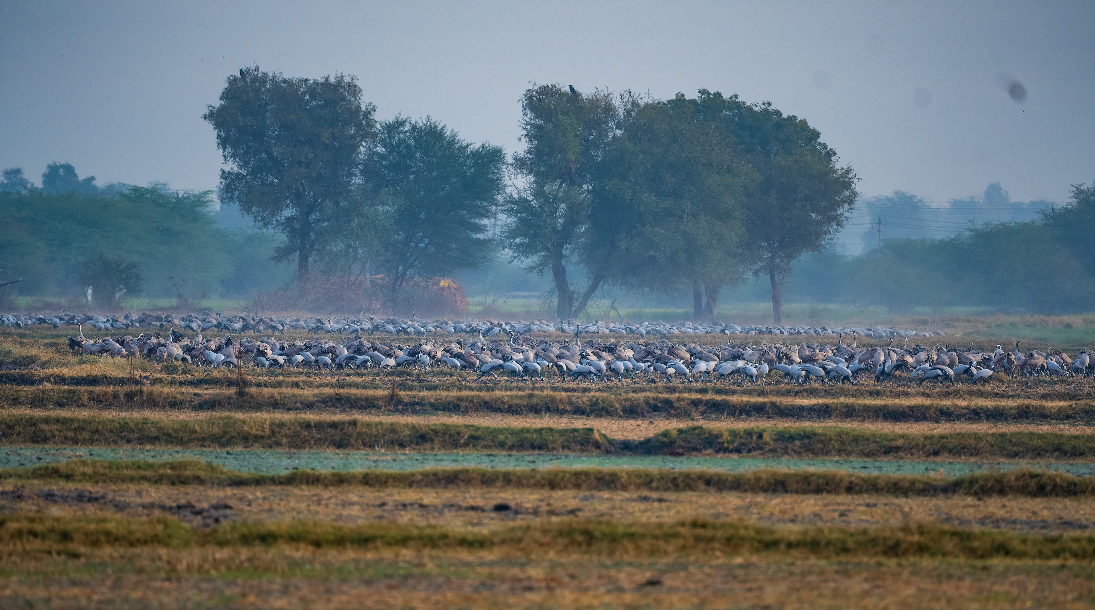 Demoiselle Crane